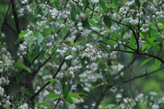 Alniphyllum fortunei