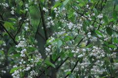 Alniphyllum fortunei