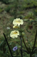 Nemesia strumosa