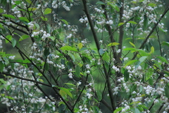 Alniphyllum fortunei