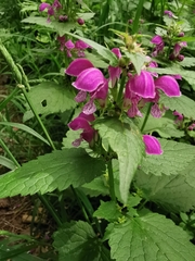 Lamium maculatum