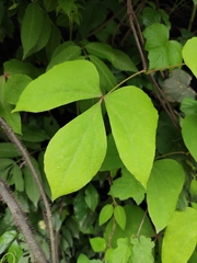 Sargentodoxa cuneata