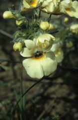 Nemesia strumosa
