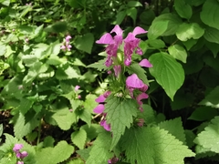 Lamium maculatum