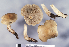 Gerhardtia pseudosaponacea