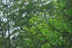 Alniphyllum fortunei