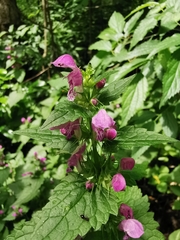 Lamium maculatum