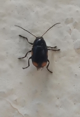 Cryptocephalus moraei