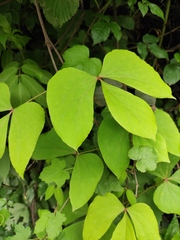 Sargentodoxa cuneata