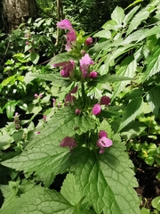 Lamium maculatum