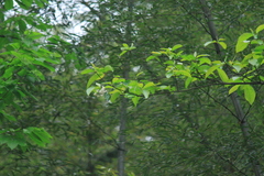 Alniphyllum fortunei