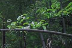 Alniphyllum fortunei