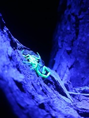 Uroplectes otjimbinguensis