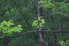 Alniphyllum fortunei