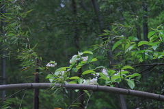 Alniphyllum fortunei