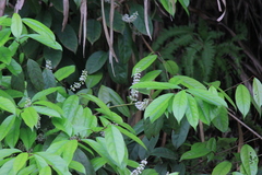 Itea omeiensis