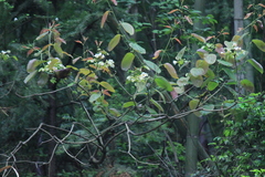 Vernicia fordii