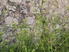 Raphanus raphanistrum