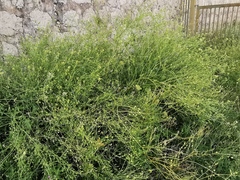 Raphanus raphanistrum