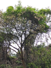 Vernicia fordii