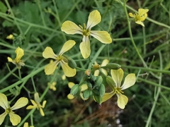 Raphanus raphanistrum