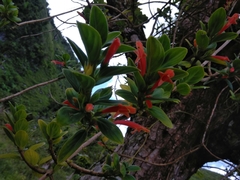 Columnea scandens