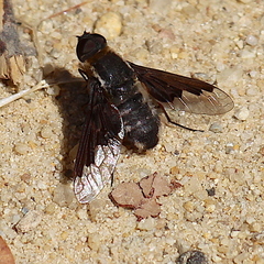 Hemipenthes seminiger