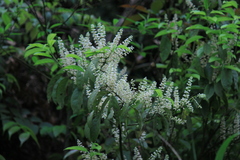 Itea omeiensis