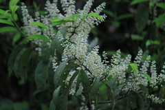 Itea omeiensis