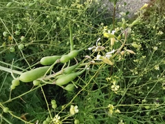 Raphanus raphanistrum