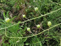 Raphanus raphanistrum