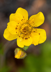 Geum magellanicum