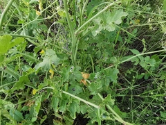 Raphanus raphanistrum