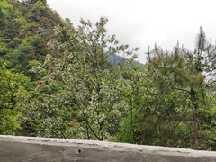 Alniphyllum fortunei