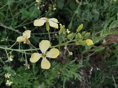 Raphanus raphanistrum