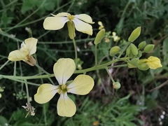 Raphanus raphanistrum