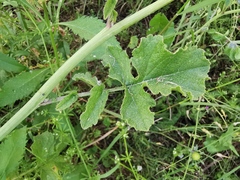 Raphanus raphanistrum