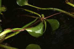 Liophidium torquatum