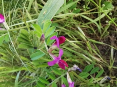 Vicia sativa