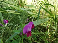 Vicia sativa
