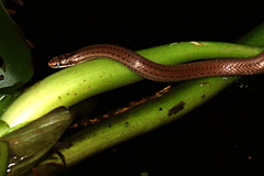 Liophidium torquatum