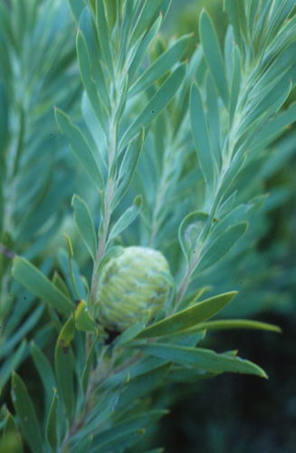 Kirstenbosches Blupse (Leucadendron floridum)