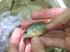 Lepomis humilis
