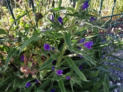 Echium vulgare