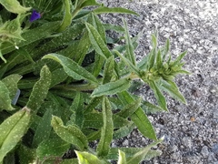 Echium vulgare