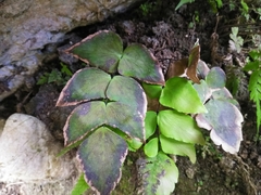 Adiantum macrophyllum