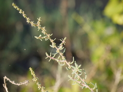 Suaeda maritima