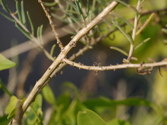 Suaeda maritima