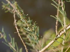 Suaeda maritima