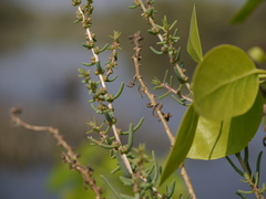 Suaeda maritima